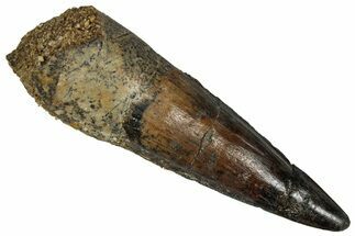 Fossil Spinosaurus Tooth - Real Dinosaur Tooth #350086