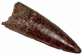 Fossil Spinosaurus Tooth - Real Dinosaur Tooth #350095