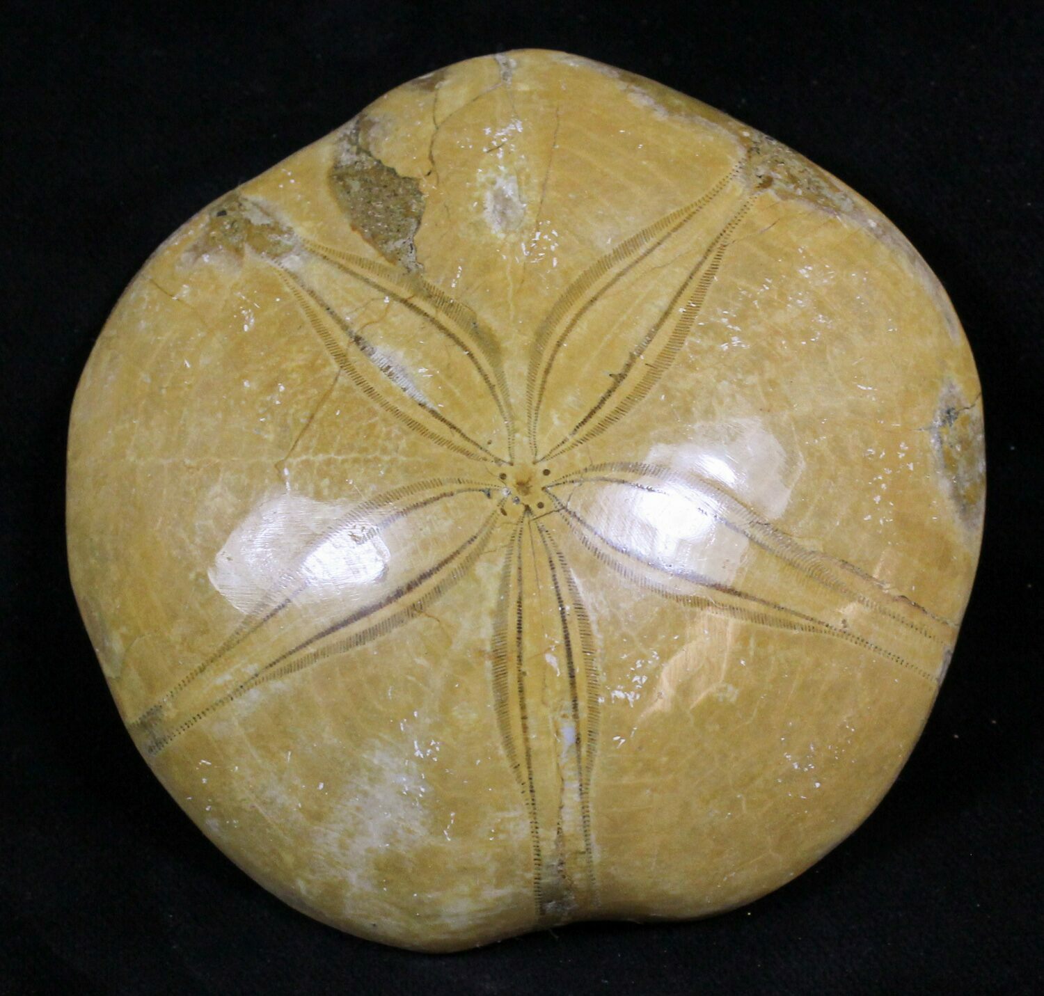 Large Polished Fossil Sand Dollar Jurassic 18797 For Sale