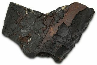 Dragon Scale Stone (Iron, Manganese, Siderite Nodule) #350196