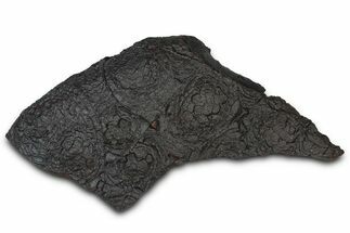 Dragon Scale Stone (Iron, Manganese, Siderite Nodule) #350199