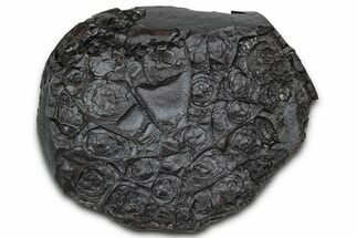 Dragon Scale Stone (Iron, Manganese, Siderite Nodule) #350208