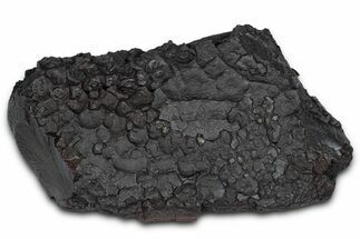 Dragon Scale Stone (Iron, Manganese, Siderite Nodule) #350217