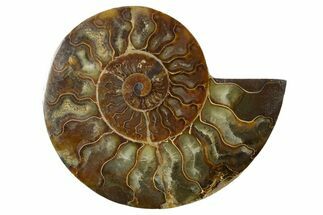 Cut & Polished Ammonite Fossil (Half) - Madagascar #347494