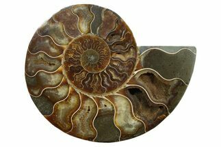 Cut & Polished Ammonite Fossil (Half) - Madagascar #347557