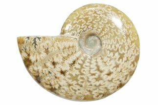 Polished Ammonite (Cleoniceras) Fossil - Madagascar #348497
