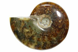 Polished Ammonite (Cleoniceras) Fossil - Madagascar #348501