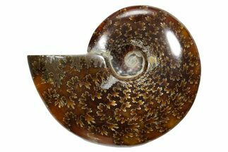 Polished Ammonite (Cleoniceras) Fossil - Madagascar #348503
