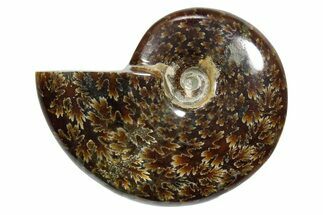 Polished Ammonite (Cleoniceras) Fossil - Madagascar #348517