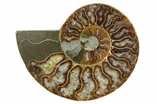 Cut & Polished Ammonite Fossil (Half) - Madagascar #349042
