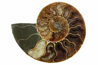 Cut & Polished Ammonite Fossil (Half) - Madagascar #349050