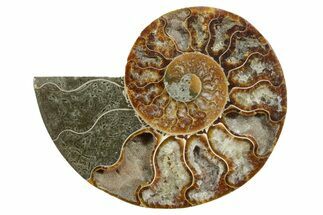 Cut & Polished Ammonite Fossil (Half) - Madagascar #349095