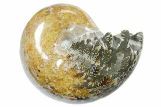 Polished Ammonite (Phylloceras) Fossil - Madagascar #349802