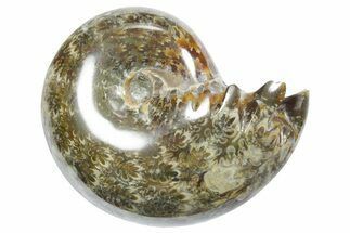 Polished Ammonite (Phylloceras) Fossil - Madagascar #349814