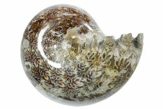 Polished Ammonite (Phylloceras) Fossil - Madagascar #349817