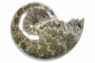 Polished Ammonite (Phylloceras) Fossil - Madagascar #349823