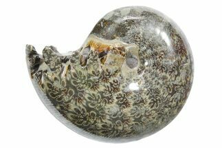 Polished Ammonite (Phylloceras) Fossil - Madagascar #349826