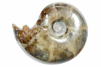 Polished Ammonite (Eotetragonites?) Fossil - Madagascar #349841
