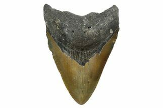 Serrated, Fossil Megalodon Tooth - North Carolina #348299