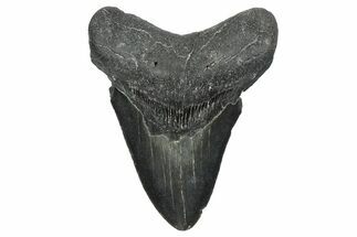 Fossil Megalodon Tooth - North Carolina #348301