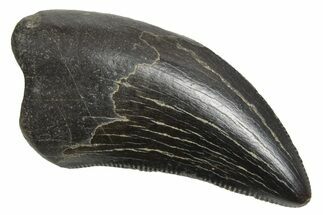 Serrated, Tyrannosaur (Nanotyrannus) Tooth - Montana #350408