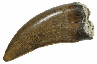 Serrated, Tyrannosaur (Nanotyrannus) Tooth - Montana #350409