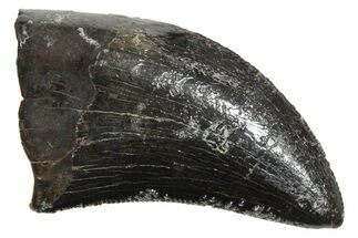 Serrated, Tyrannosaur (Nanotyrannus) Tooth - Montana #350411