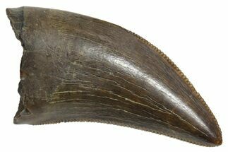 Serrated, Tyrannosaur (Nanotyrannus) Tooth - Montana #350413