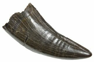 Serrated, Tyrannosaur (Nanotyrannus) Tooth - Montana #350414