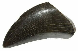 Serrated, Tyrannosaur (Nanotyrannus) Tooth - Montana #350415