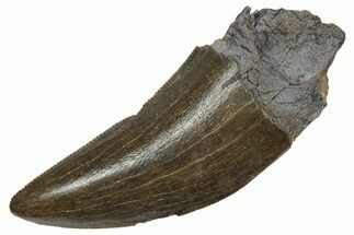 Serrated, Tyrannosaur (Nanotyrannus) Tooth - Montana #350424