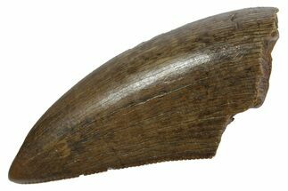 Serrated, Tyrannosaur (Nanotyrannus) Tooth - Montana #350426