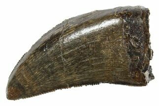 Serrated, Tyrannosaur (Nanotyrannus) Tooth - Montana #350432