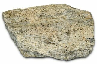 Dinosaur (Triceratops) Frill Shield Section - Montana #348065