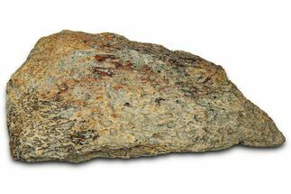 Dinosaur (Triceratops) Frill Shield Section - Montana #348069