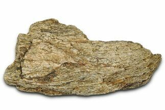 Dinosaur (Triceratops) Frill Shield Section - Montana #348074