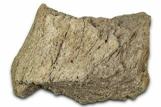 Dinosaur (Triceratops) Frill Shield Section - Montana #348079