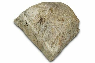 Dinosaur (Triceratops) Frill Shield Section - Montana #348082