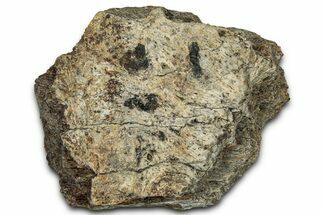 Dinosaur (Triceratops) Frill Shield Section - Montana #348087