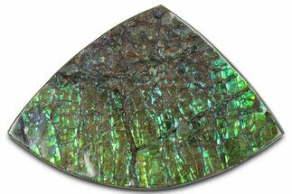 Flashy Ammolite (Fossil Ammonite Shell) - Green & Blues #350345