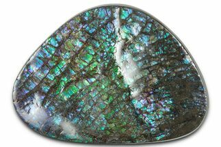Flashy Ammolite (Fossil Ammonite Shell) - Purples & Blues #350346