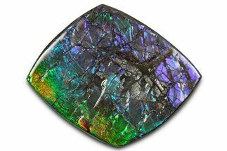 Flashy Ammolite (Fossil Ammonite Shell) - Rainbow Colored #350353