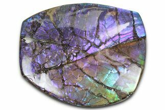 Iridescent Ammolite (Fossil Ammonite Shell) - Purples & Blues #350362