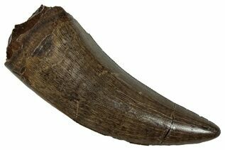 Dinosaur Fossils For Sale