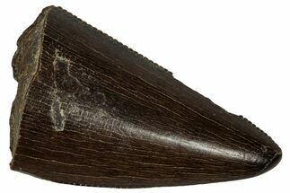 Serrated, Tyrannosaur (Nanotyrannus) Tooth - Montana #350381