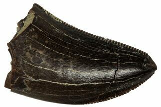 Serrated, Tyrannosaur (Nanotyrannus) Tooth - Montana #350382