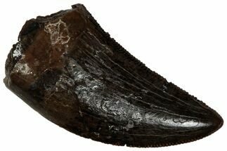 Serrated, Tyrannosaur (Nanotyrannus) Tooth - Montana #350386