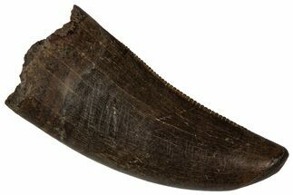 Serrated, Tyrannosaur (Nanotyrannus) Tooth - Montana #350391