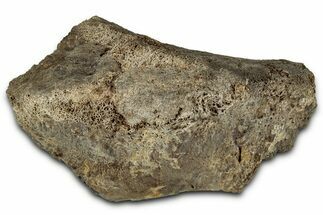 Fossil Tyrannosaur (T rex) Vertebra Section - Wyoming #350393