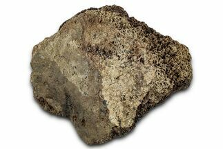 Fossil Tyrannosaur (T rex) Vertebra Section - Wyoming #350405